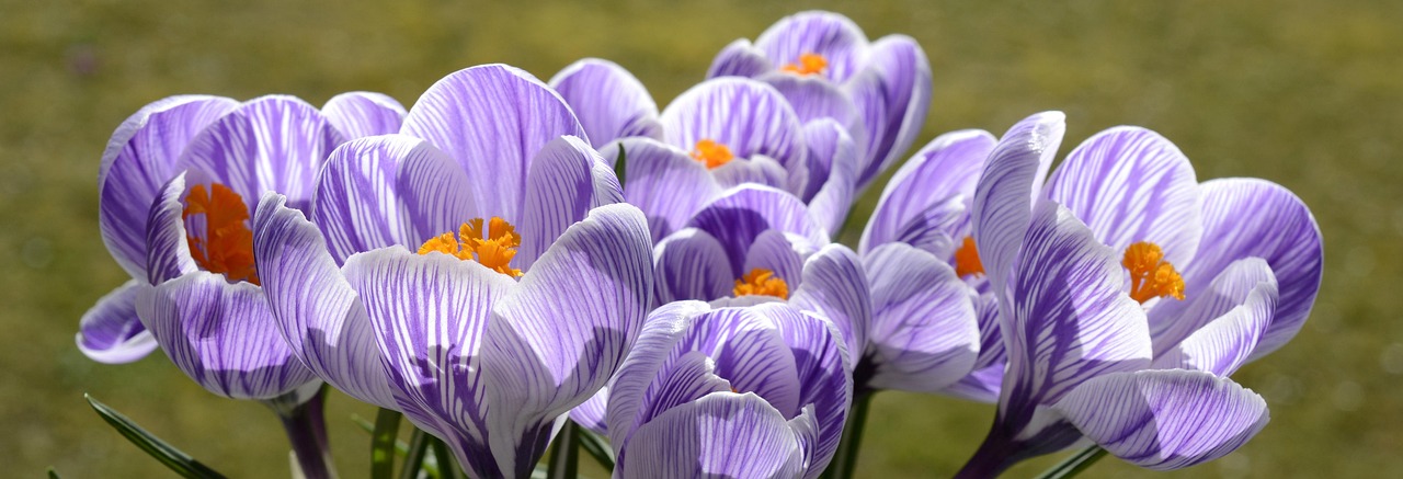 crocus, flower, spring, nature, spring flower, flower background, blossom, bloom, beautiful flowers, purple, early bloomer, flower wallpaper, plant, purple flower, harbinger of spring, beginning of spring