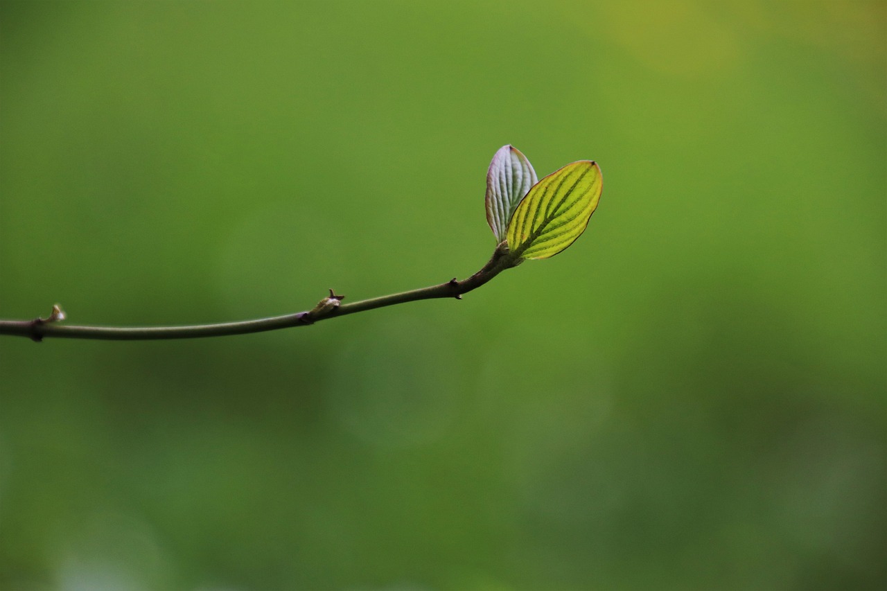 leaf, beautiful nature, hd wallpaper, rostock, growth, plants, sprig, green, spring young leaves, nature wallpaper, nature, closeup, green gardening, branch, spring, grows, nature background, spring awakening, spring background, green wallpaper, grow, green growth, natural plant, green park, green pattern, fresh, minimalistic