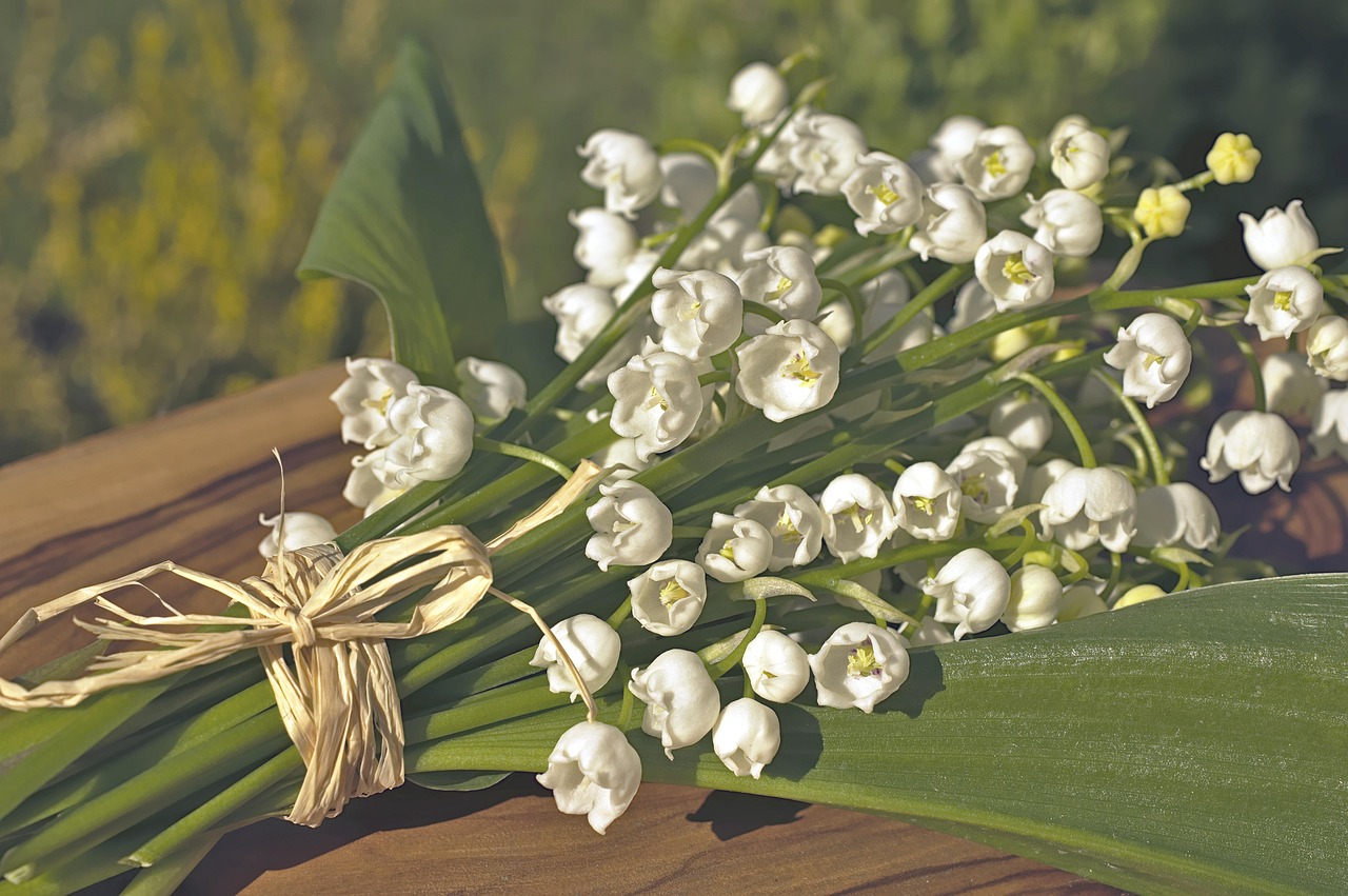 lily of the valley, convallaria, asparagus, maieriesli, may flowers, bunch of flowers, lily of the valley bouquet, bells, blossoms, bloom, may, wild plant, poisonous, flora, nature, garden, may, may, may, may, may